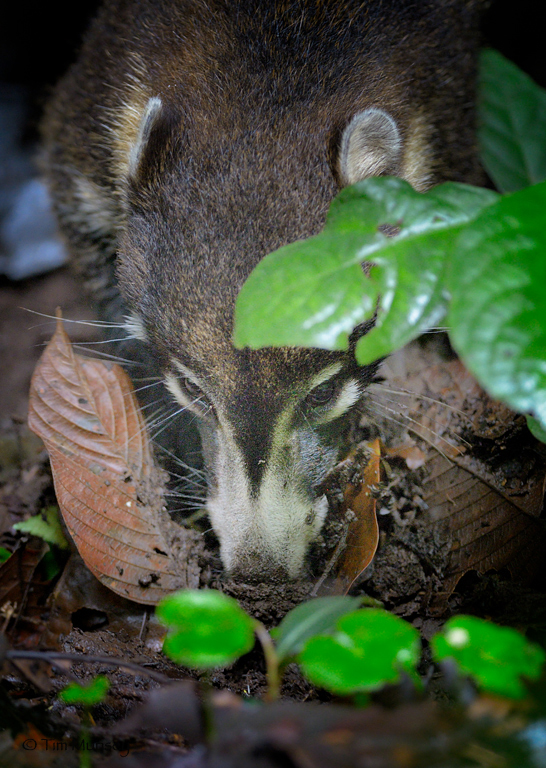 Coatimundi foraging